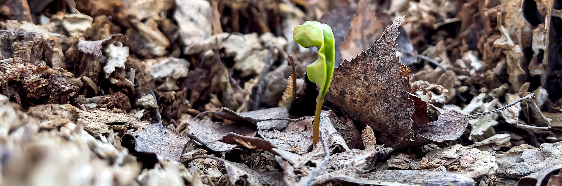 Understanding the Impact of Plastic Contamination on Composting Understanding the Impact of Plastic Contamination on Composting